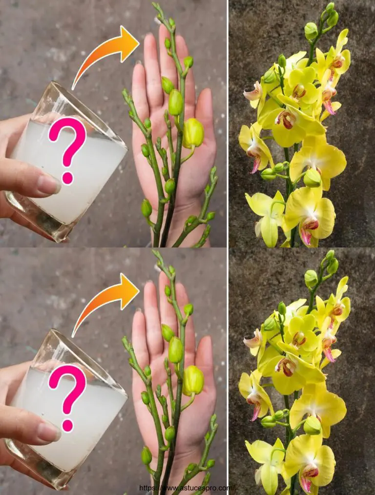 Non mi aspettavo che questo miracolo facesse fiorire per sempre molte delle vostre orchidee.