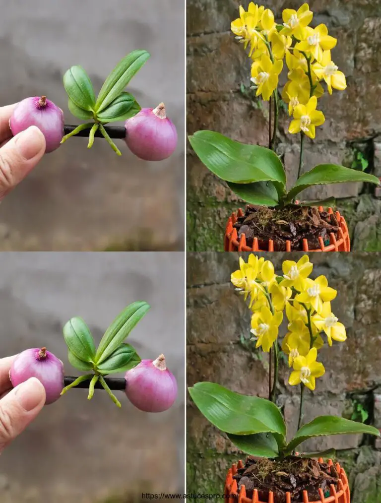 Miracolosamente, le cipolle aiutano le orchidee a radicare e a fiorire tutto l’anno.