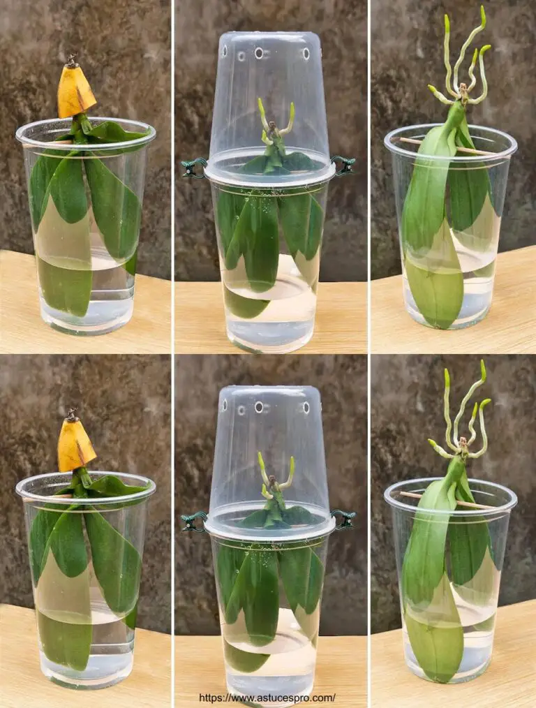 Non buttare mai via le orchidee selvagge dopo aver visto questo! Crescere un’orchidea senza radici in acqua.