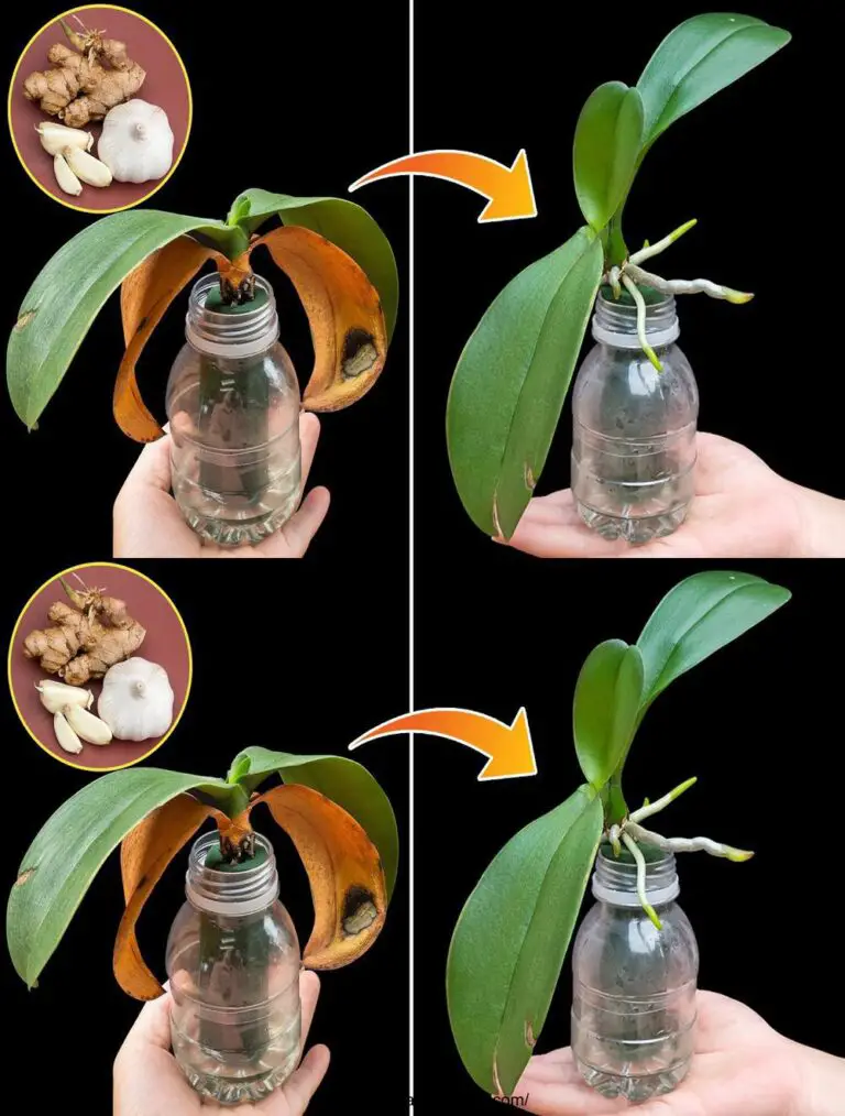 Fate questo e anche il fiore svanito rinascerà e fiorirà in modo meraviglioso!