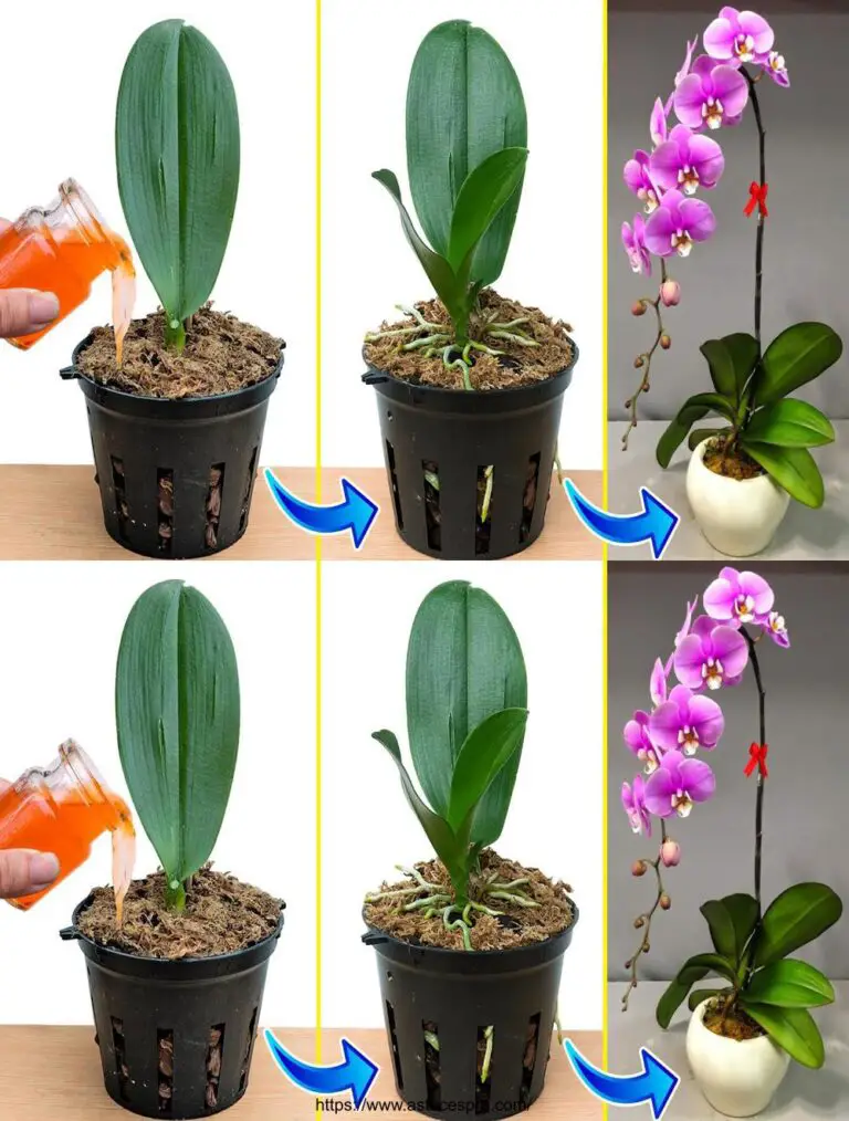 Pochissime persone pensano così: Le foglie di orchidee sviluppano le radici immediatamente, solo una tazza al mese.