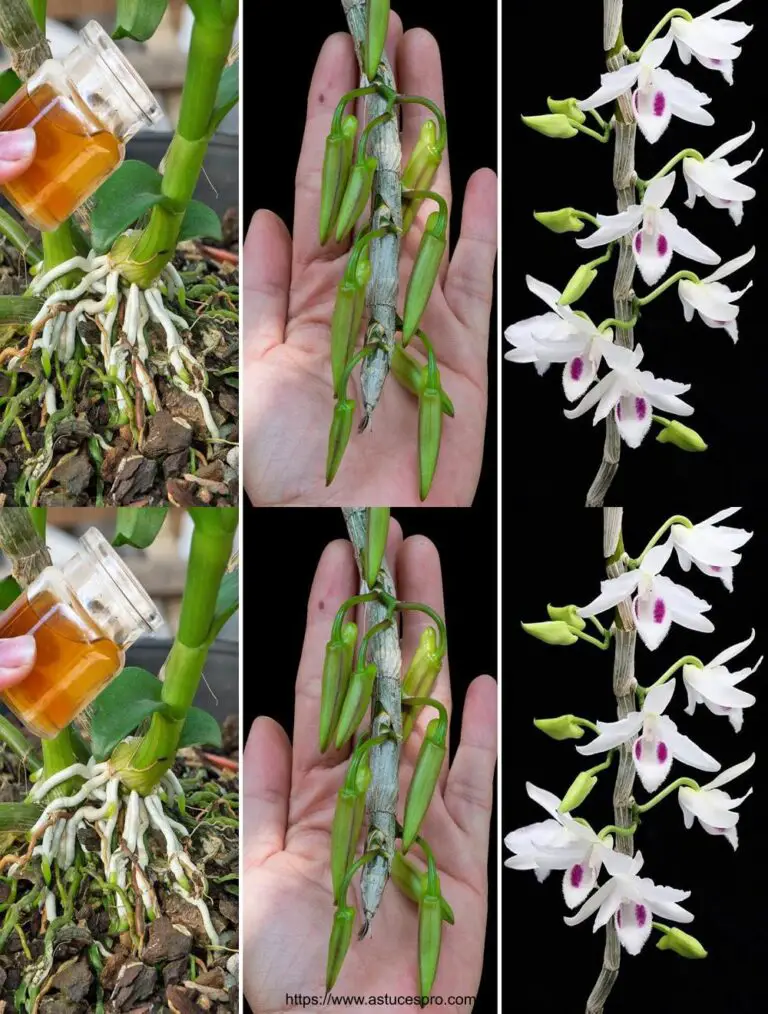 L’ho nutrito e orchidee miracolosamente fiorite per 4 stagioni.