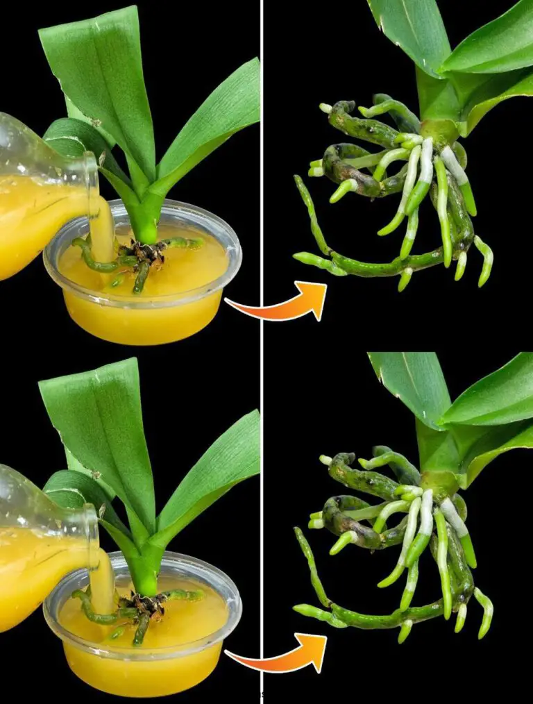 Sorprendentemente facile: dare vita a un’orchidea senza radici con acqua