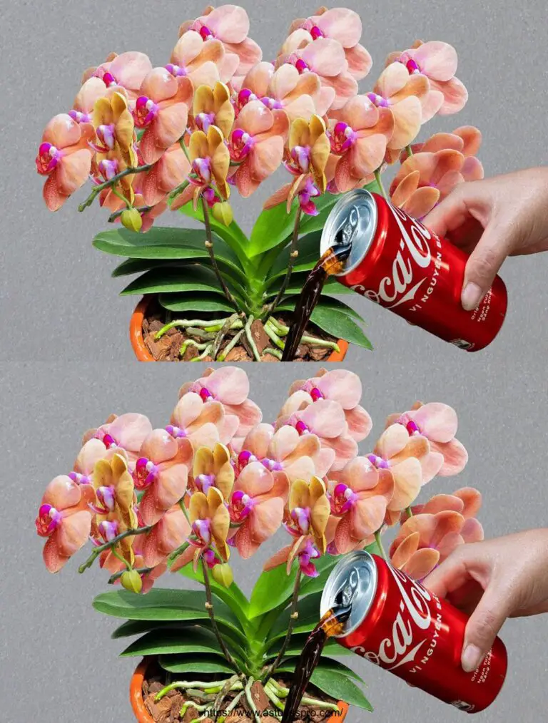 Una lattina di coca, orchidee fioriranno in tutte le stagioni senza sforzo.