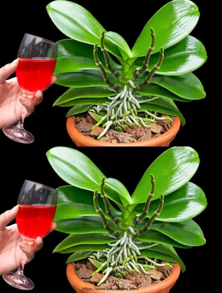 Un semplice bicchiere di vino, anche la pianta più debole deve fiorire come mai prima.