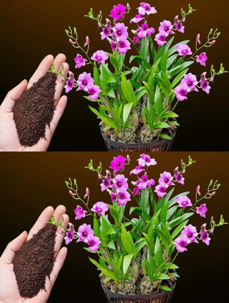 Sprinkle 1 cucchiaino di questa polvere da caffè! L’orchidea più debole che non fiorirà mai fiorirà