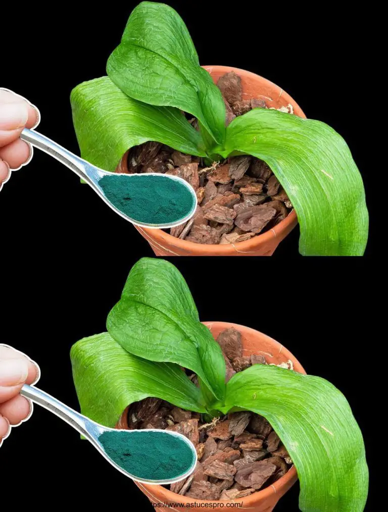 Polvere magica Spoon per aiutare le orchidee che muoiono a riguadagnare le radici e a rinascere rapidamente