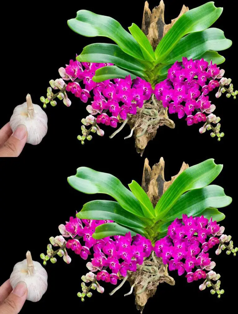 Solo un garofano di aglio o un’orchidea acrobata fiorirà miracolosamente