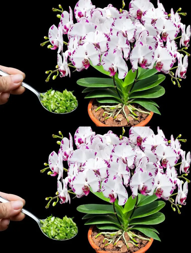 Solo un cucchiaio! I rami selvaggi dell’orchidea improvvisamente fioriscono con molti fiori magici.