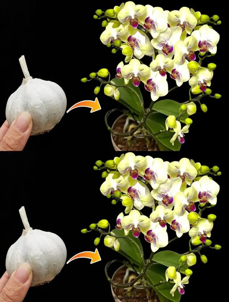 Con un solo garofano di aglio! Fa spingere le orchidee in fretta e fiorire