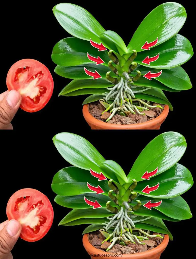 Una fetta di pomodoro! Fa fiorire le orchidee con 100 nuovi rami e un fiore incredibile