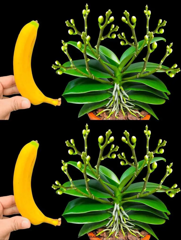 Solo una banana, La sorpresa di vedere le orchidee crescere 500 nuovi rami fioriti