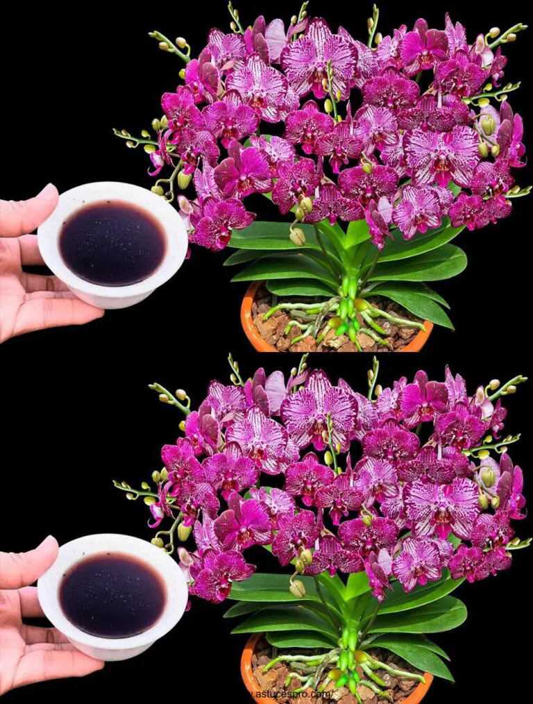 Con una tazza d’acqua, le belle orchidee fioriranno tutto l’anno.