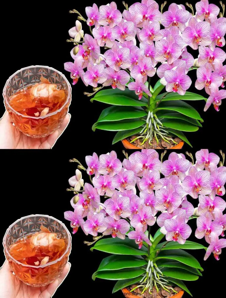 Una ciotola magica di acqua di cipolla: trasforma orchidee sterili in fiori belli tutto l’anno