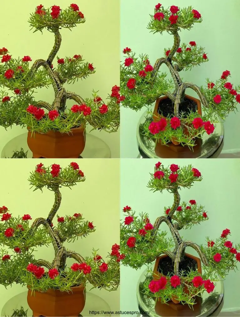 Come creare una bella decorazione d’ufficio di dieci ore, rossa di Bonsai