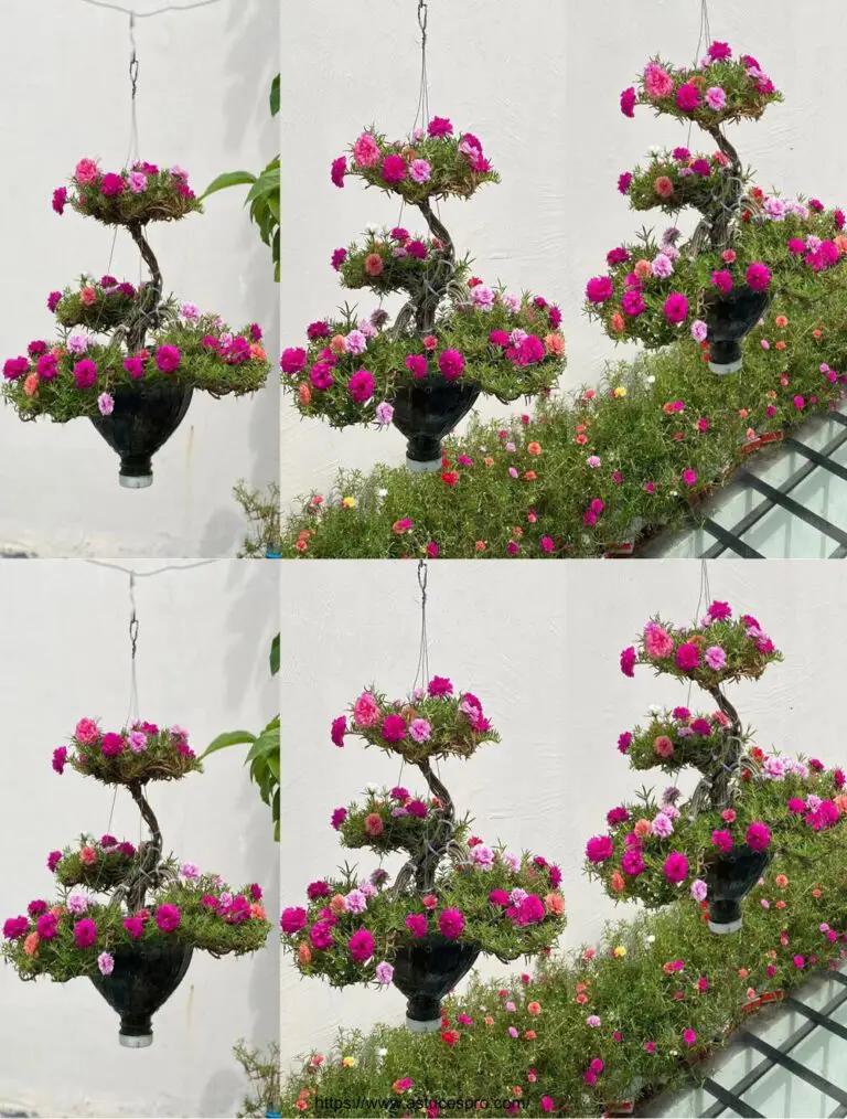 Trasformare le bottiglie di plastica in un bel giardino sospeso di Portulaca Grandiflora Bonsai