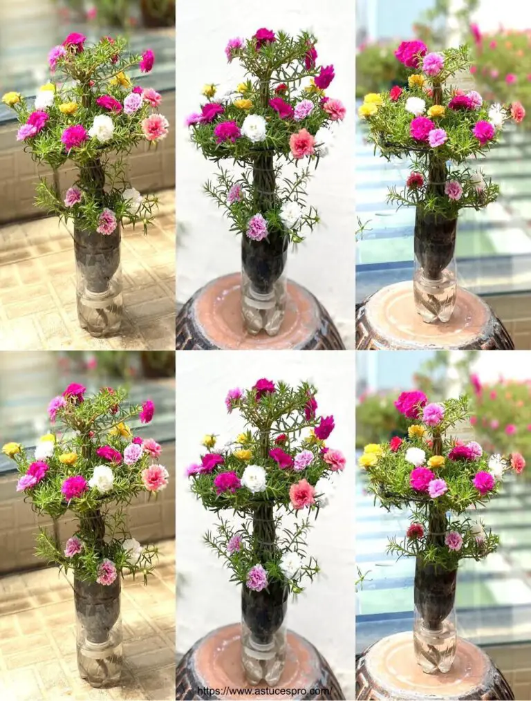 Petit Bonsaï de Portulaca Grandiflora: Beau Sans Arrosage With Facility