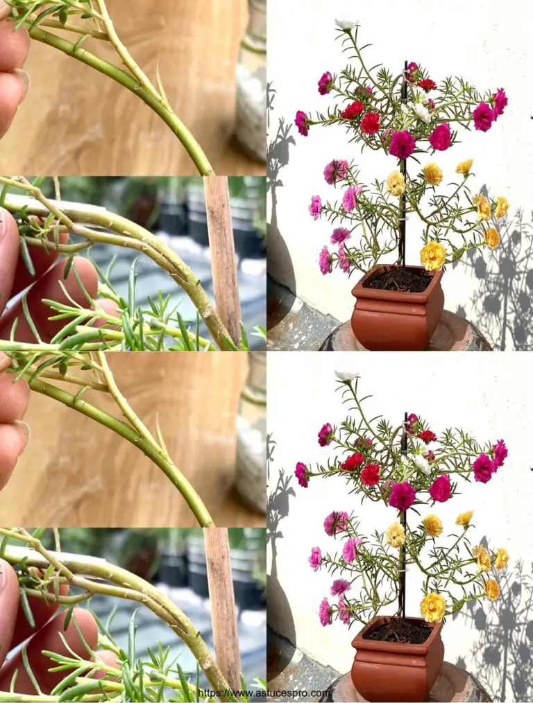 Un modo unico di innestare fiori di muschio multicolore su un albero in completa semplicità