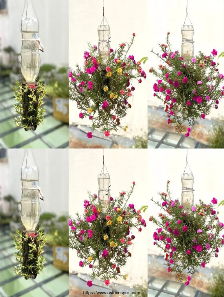 Lo sapeva? Spingere i fiori in bottiglie di plastica per una magnifica decorazione da balcone senza acqua.