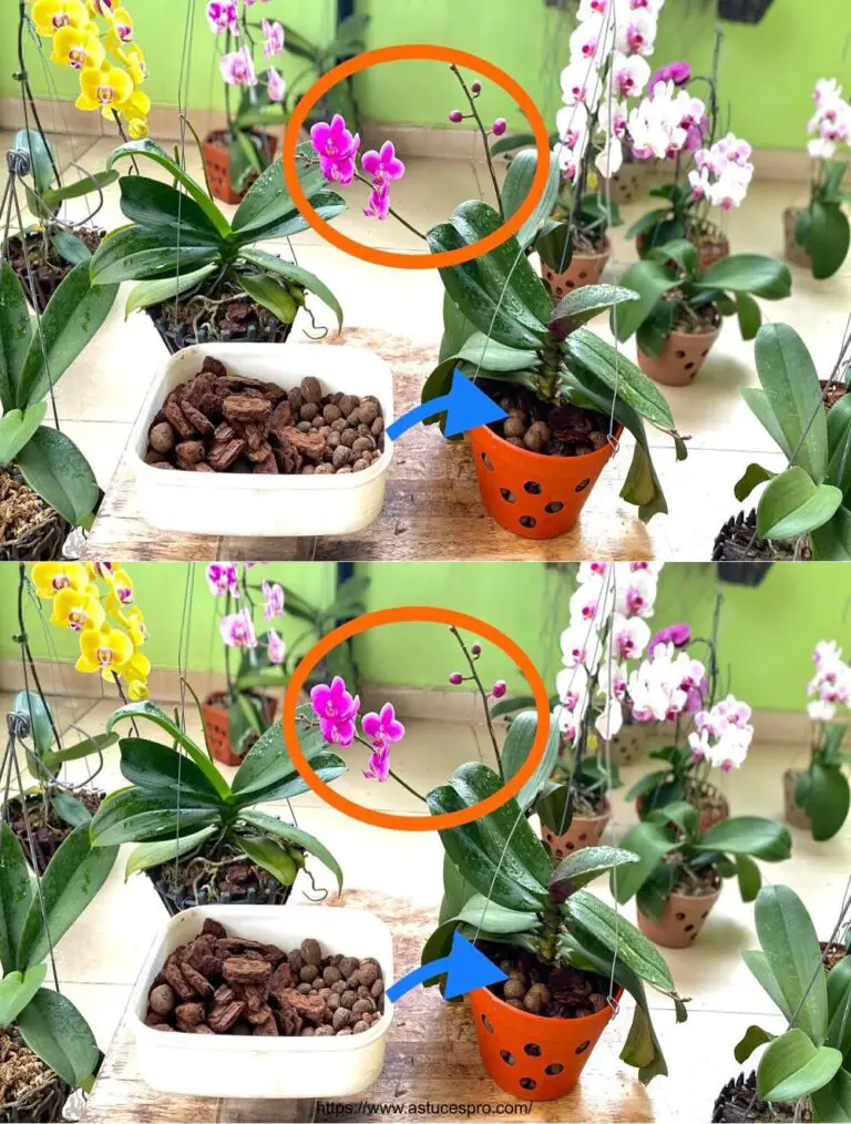 Come rinnovare il vaso delle Mini Orchideee per una pianta sana e sempre luminosa