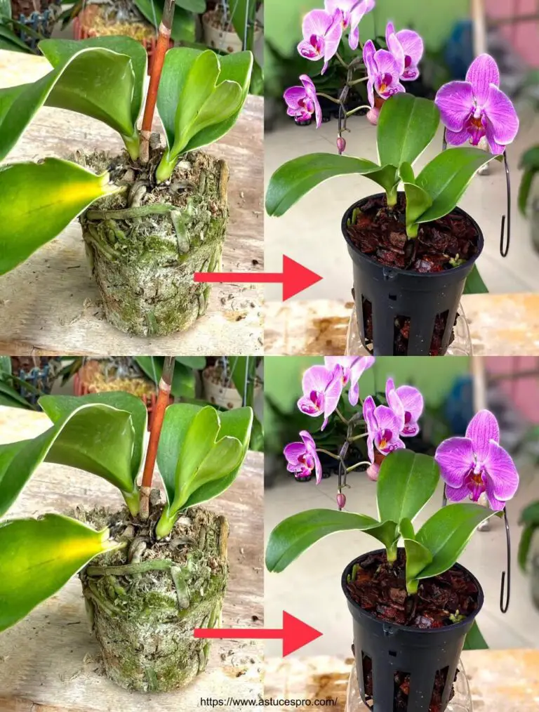 Certo! Ecco una versione accattiva in francese: Aiutate la piccola orchidea a riguadagnare il suo splendore.