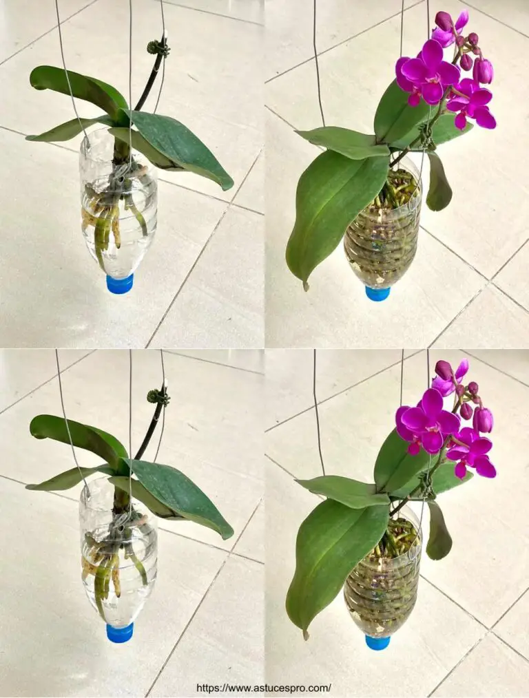 Creare una Phalaenopsis Giardino acquatico per una crescita rapida e facile