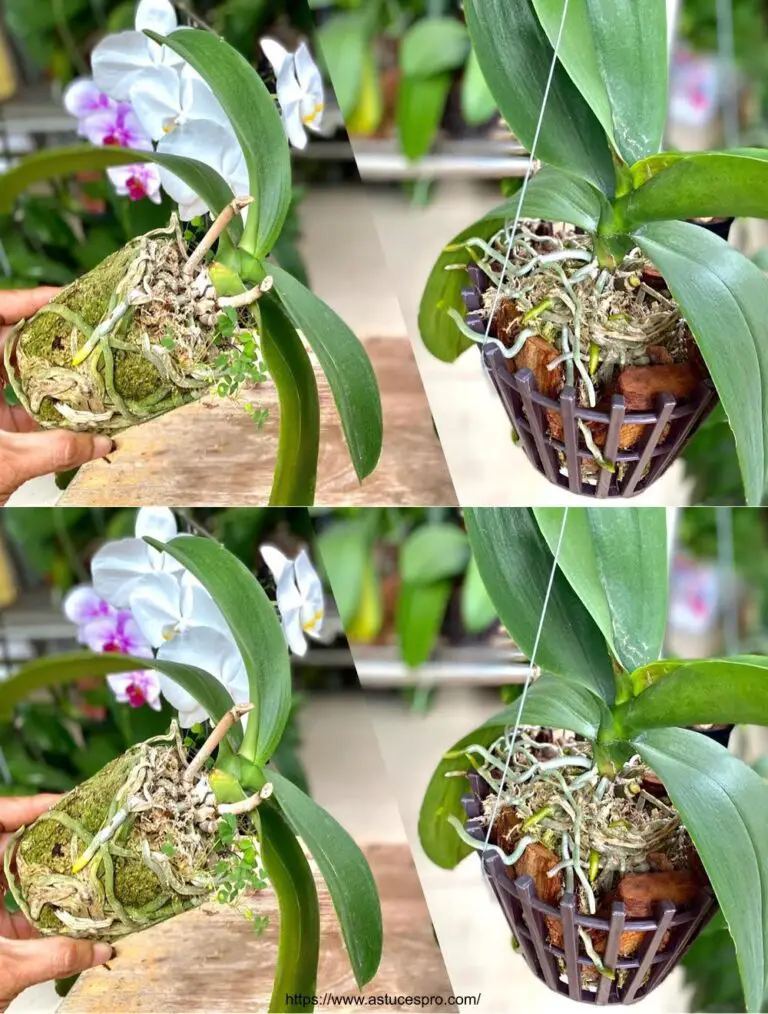 Girati Orchidee in piante da fiore con questo metodo!