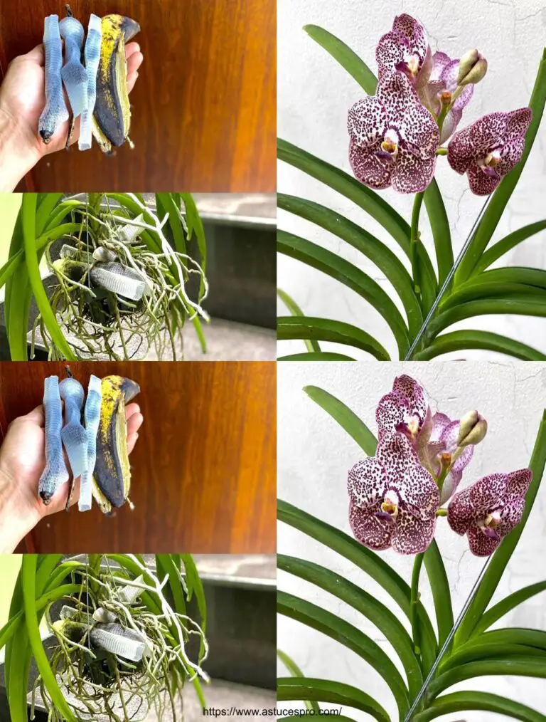 Un suggerimento utile per Graving Your Orchids with Banana Skins!