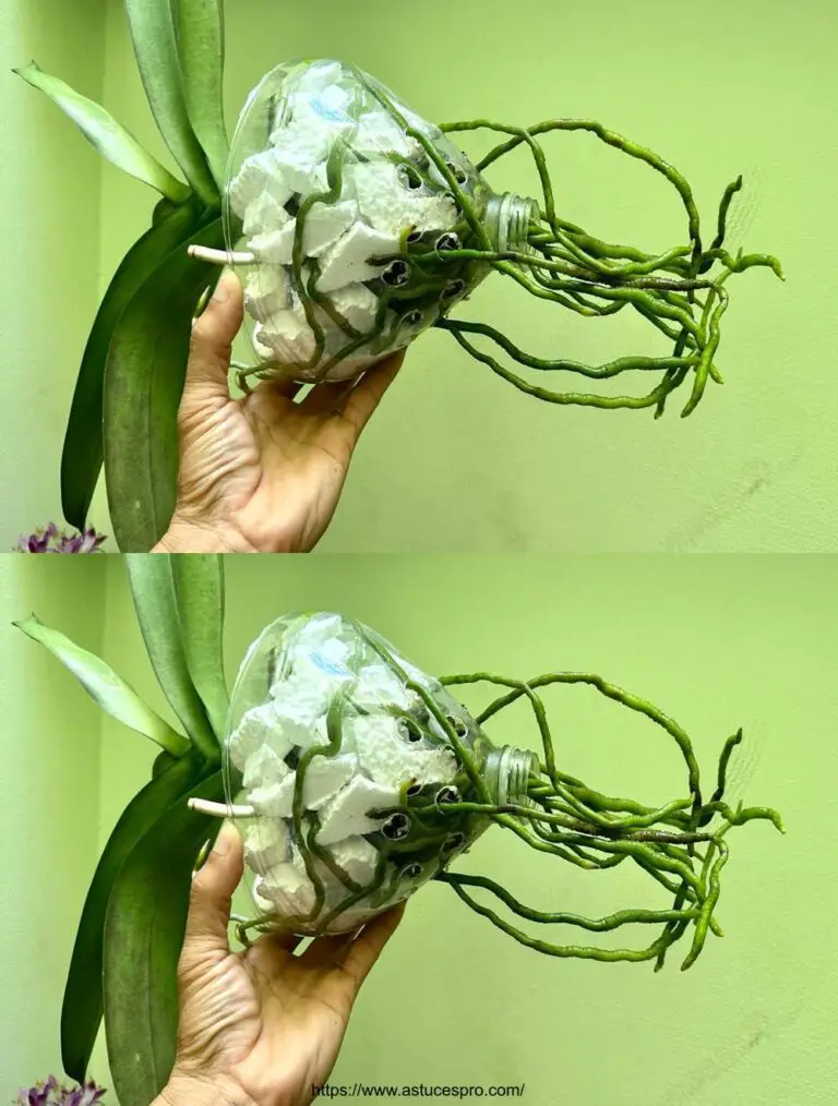 L’incredibile sviluppo delle radici piantando orchidee con questo metodo.