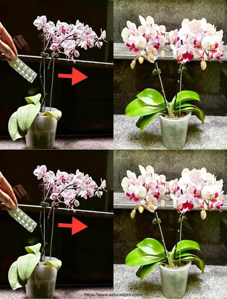 Come tenere le orchidee più fresche e in buona forma, un segreto conosciuto da poche persone