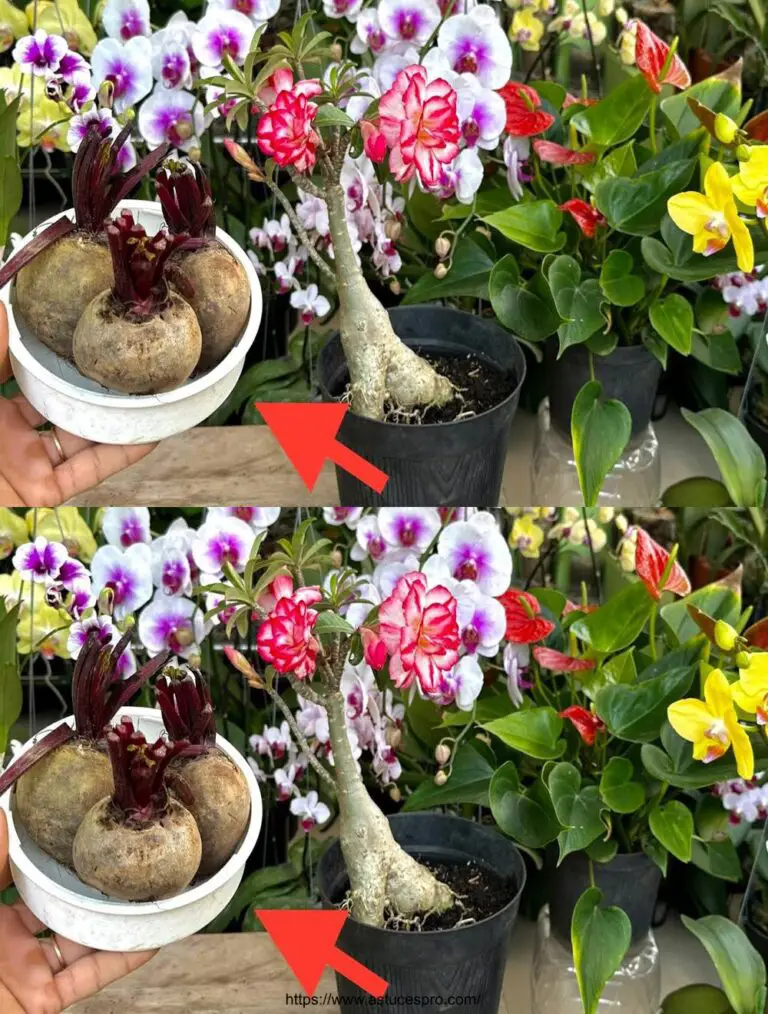 Sorprenditi con questo prodotto per orchidee e altri fiori che non fioriscono e crescono lentamente.