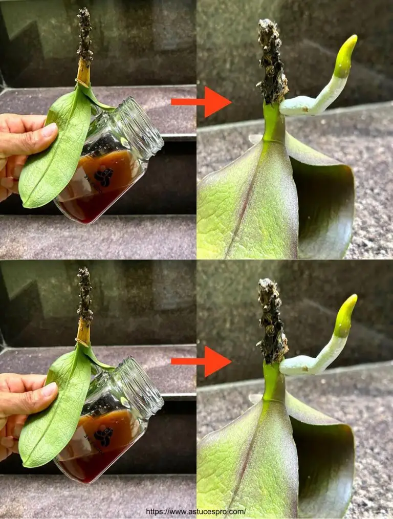 Nutriente potente per la rapida crescita della tua orchidea