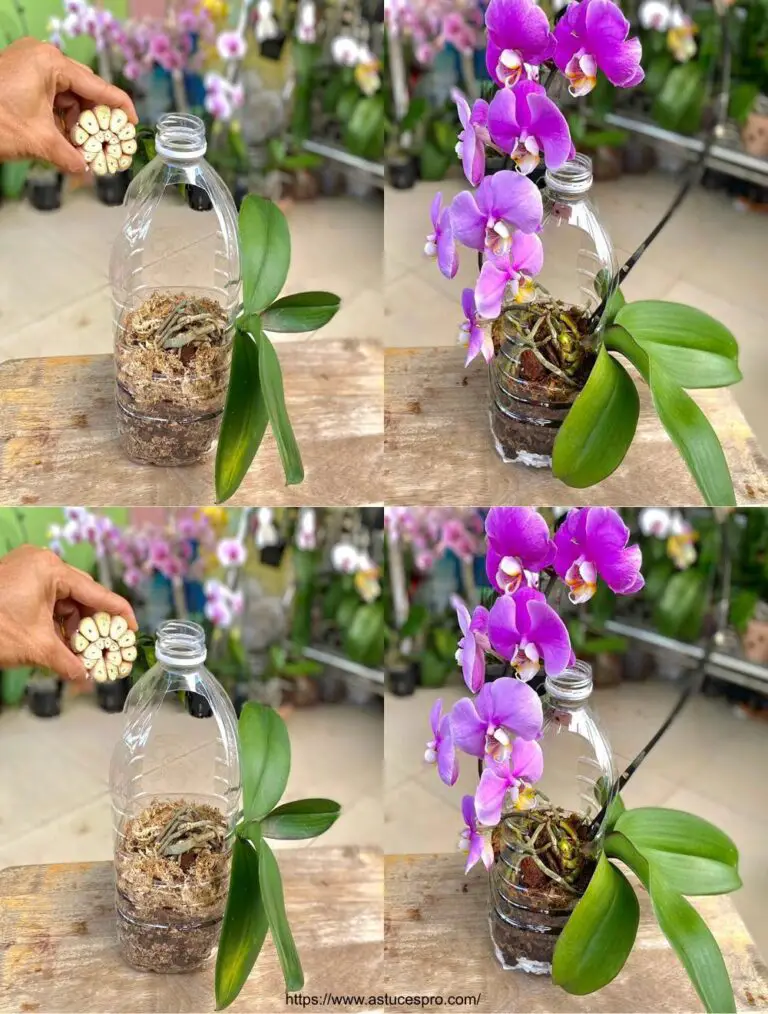 Sorprendente: orchidee che fioriscono senza mai marcire