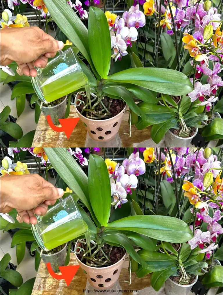 Solo un bicchiere e così tanti fiori di orchidee fiorirono in modo permanente