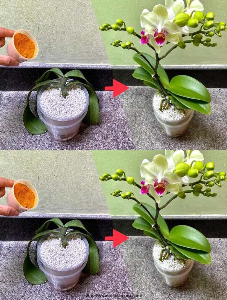 Sorprendente! Questa terra rende le orchidee spinte Si Fragile, con fiori incombabili