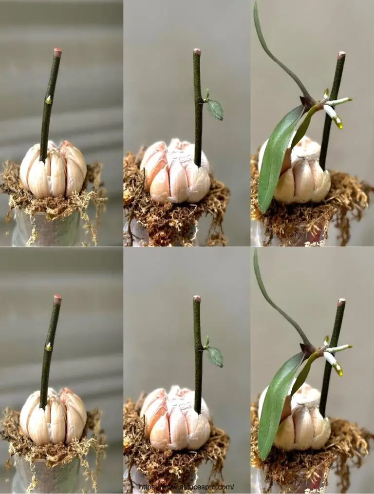 Un tadpole magico trasforma l’aglio in un’orchidea in fiore grazie a questo trucco