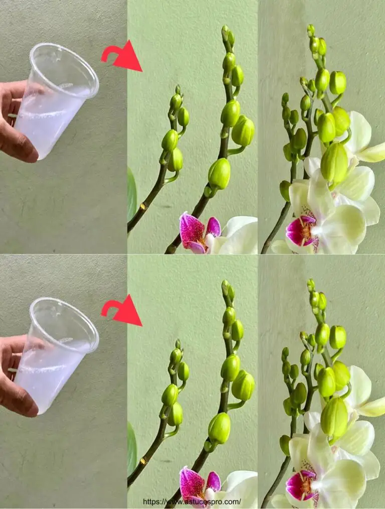 Esaminare questo miracolo per le orchidee fiorite in tutta la stagione fredda