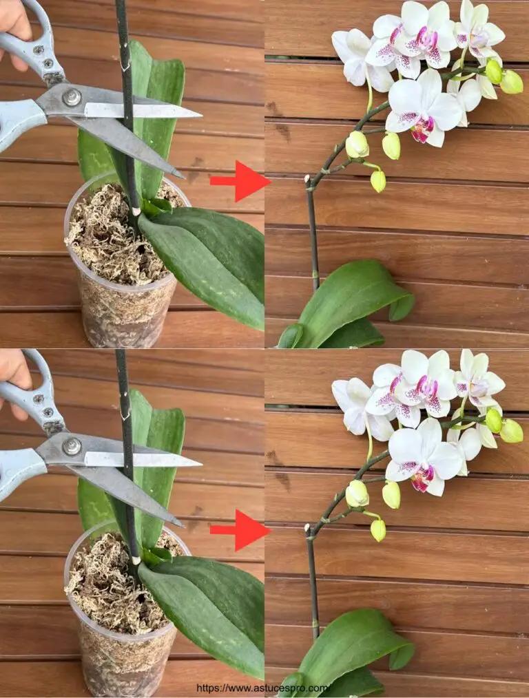 Certo! Ecco una versione attraente in francese: facile! La mia tazza magica per orchidee in fiori