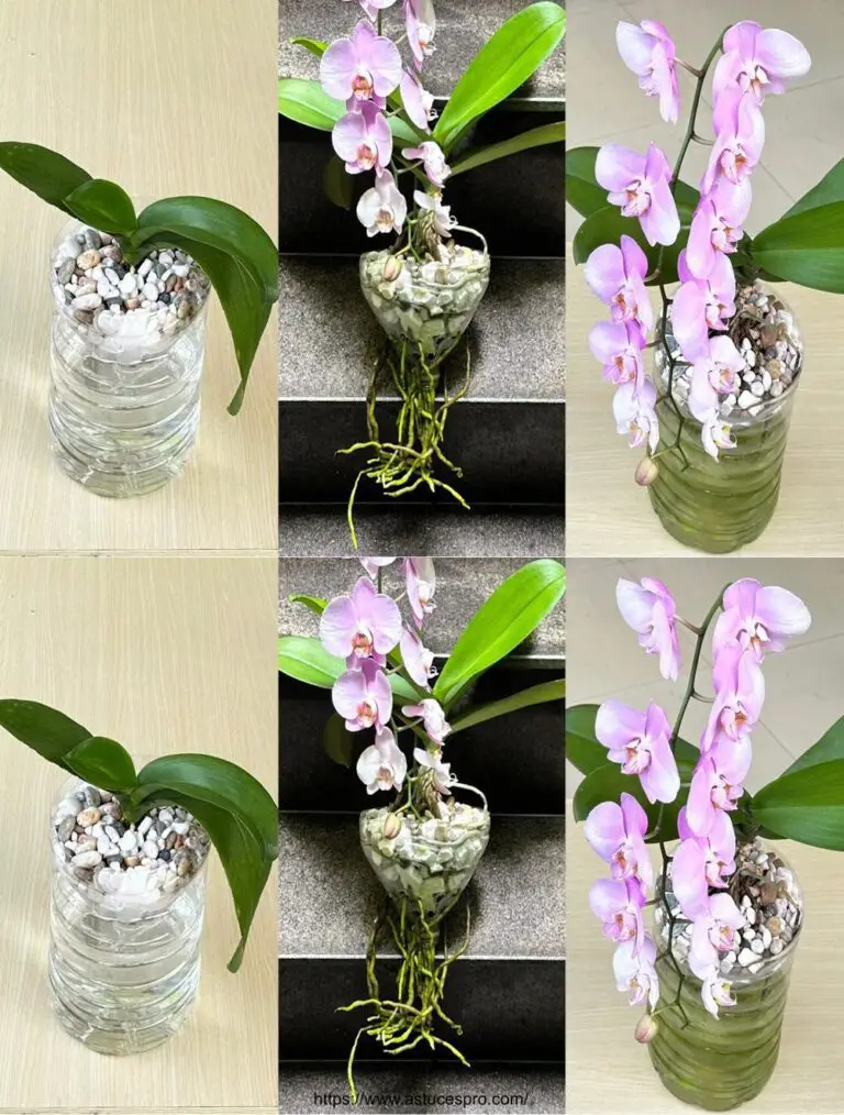 Ogni orchidea fiorisce con questo metodo di piantagione facile