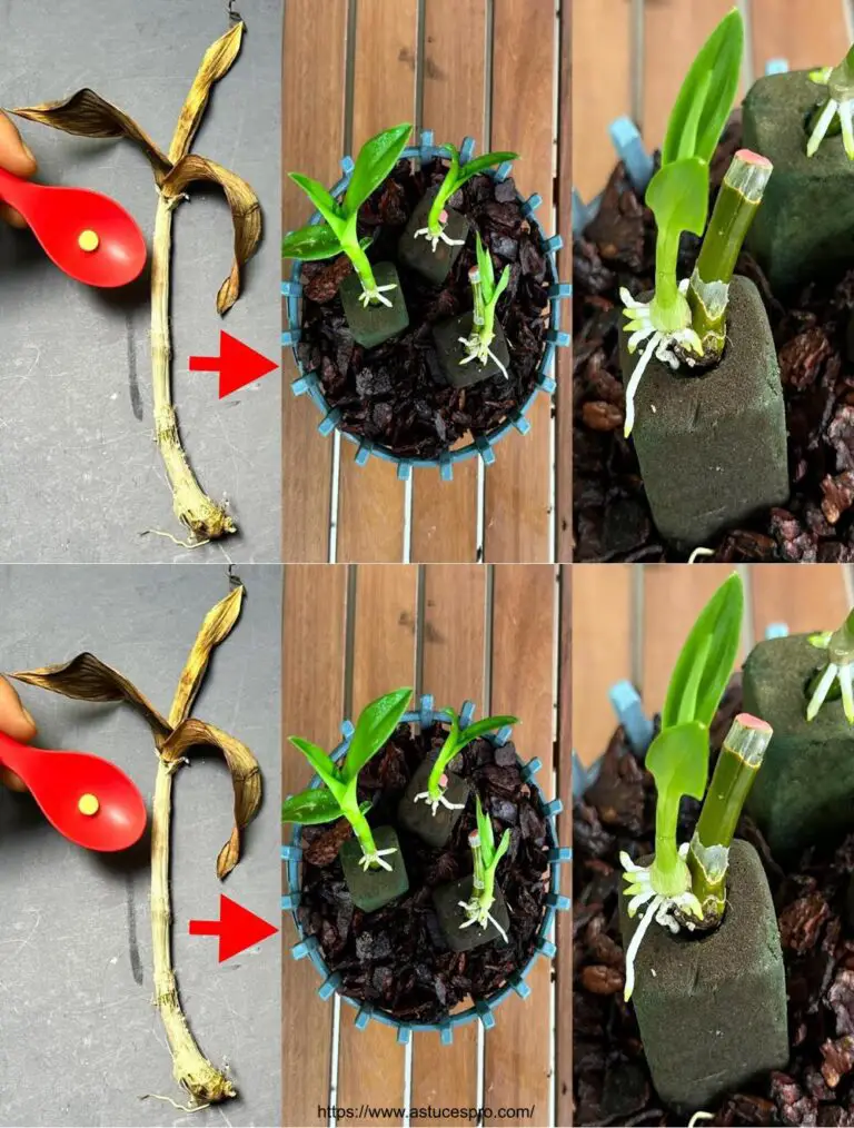 Con questa formula magica, allevate e moltiplicate tutte le varietà di orchidee