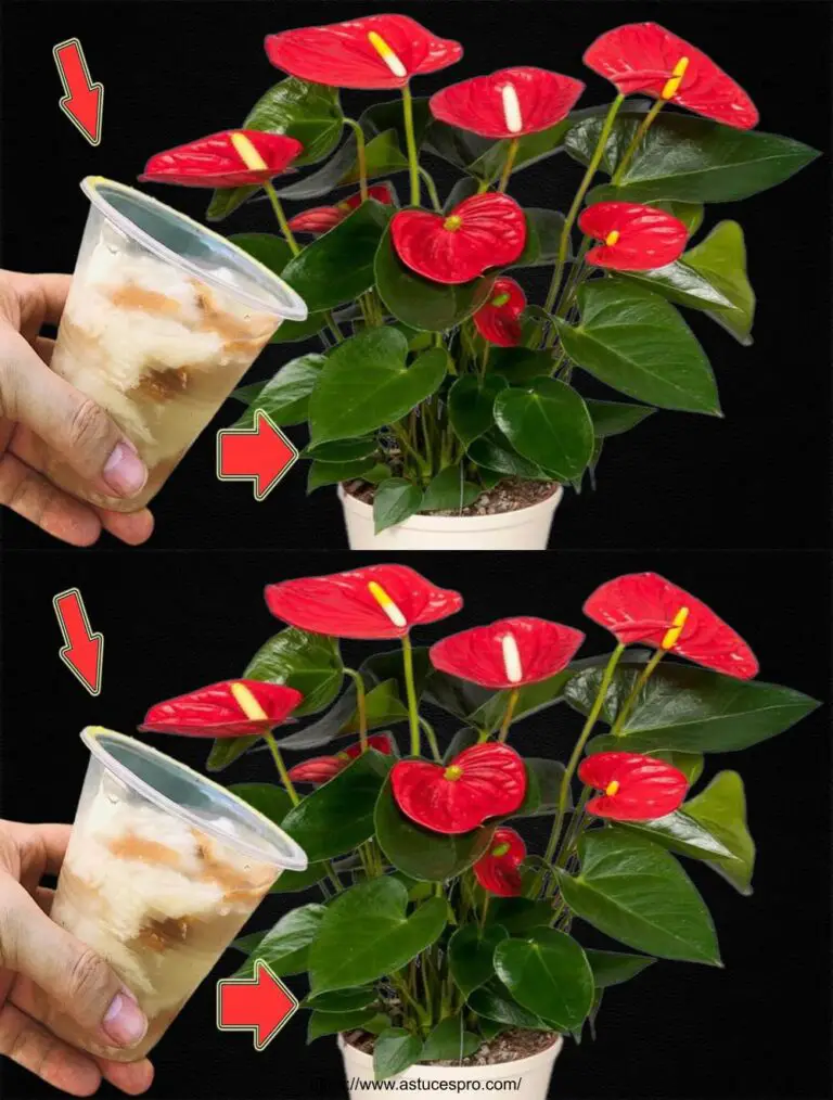 Solo una tazza! L’Anthurium produrrà molti fiori.