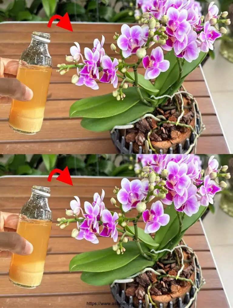 Fai fiorire la magia intorno a te prendendoti cura della tua orchidea