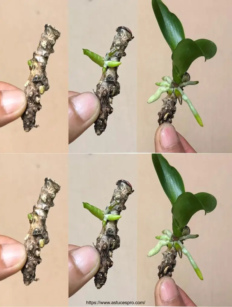 Moltiplica le tue orchidee seguendo un segreto ben tenuto