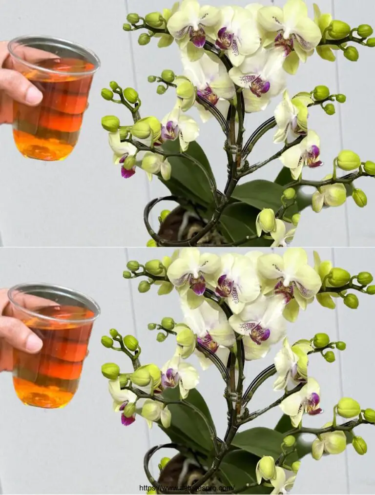 Solo un’acqua! Fiore tutto l’anno con questo metodo semplice