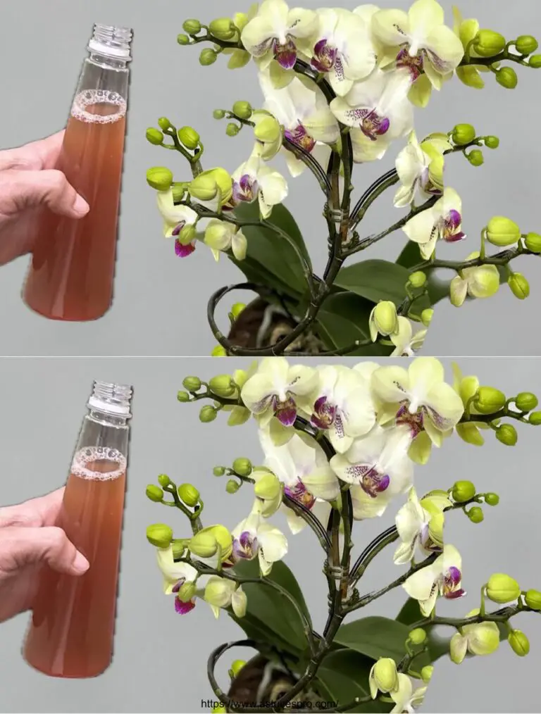 Certo! Ecco una versione accattiva in francese: Un solo gesto, una magia vegetale: una bottiglia d’acqua per far fiorire un’orchidea per tutto l’anno!