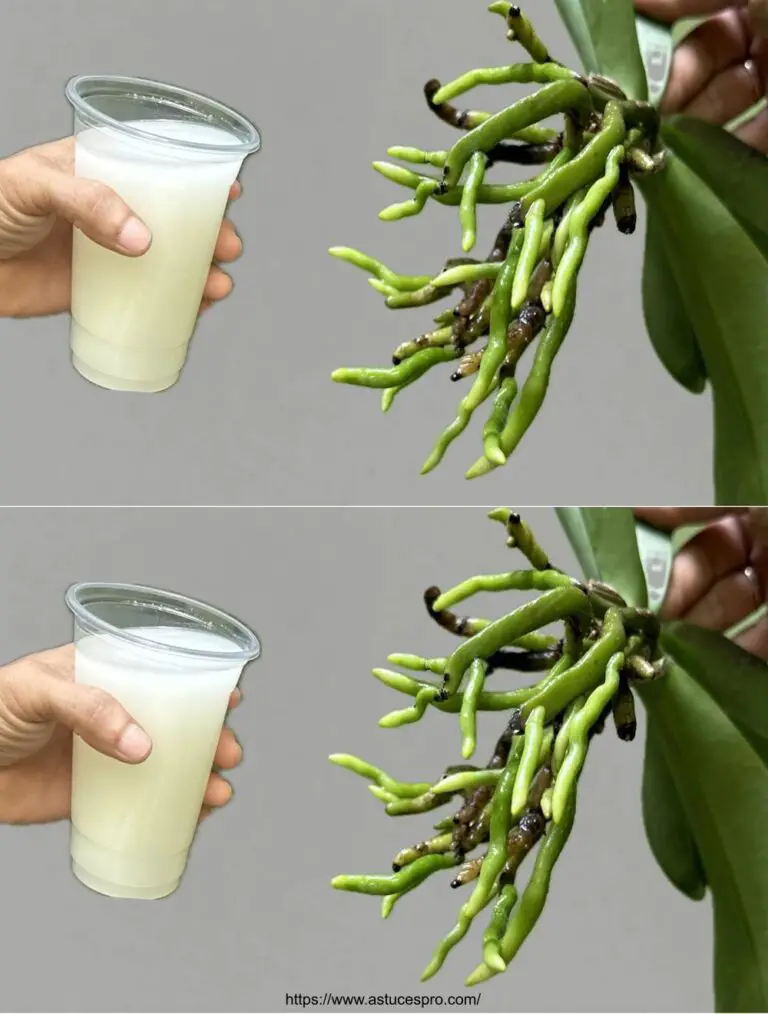 Certo! Ecco una versione accattiva del titolo in francese: Questo meraviglioso liquido rinascerà immediatamente le radici dell’orchidea.