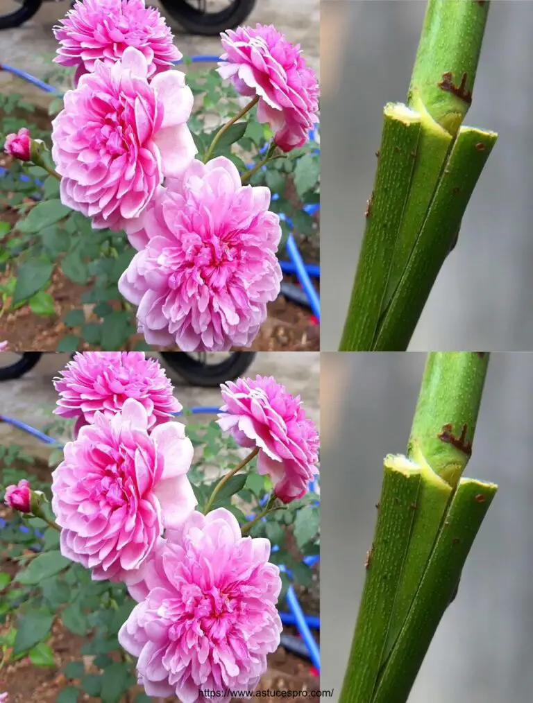 Le rose del registro per ottenere fiori spumanti