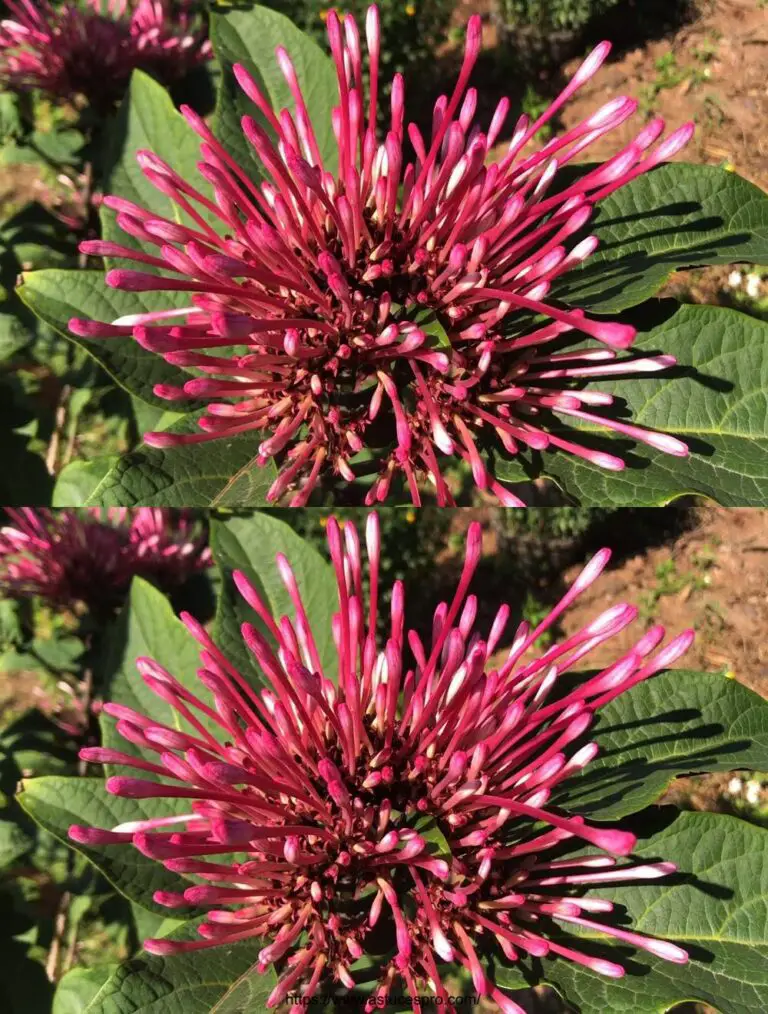 Coltivare fuochi d’artificio dai semi ai fiori