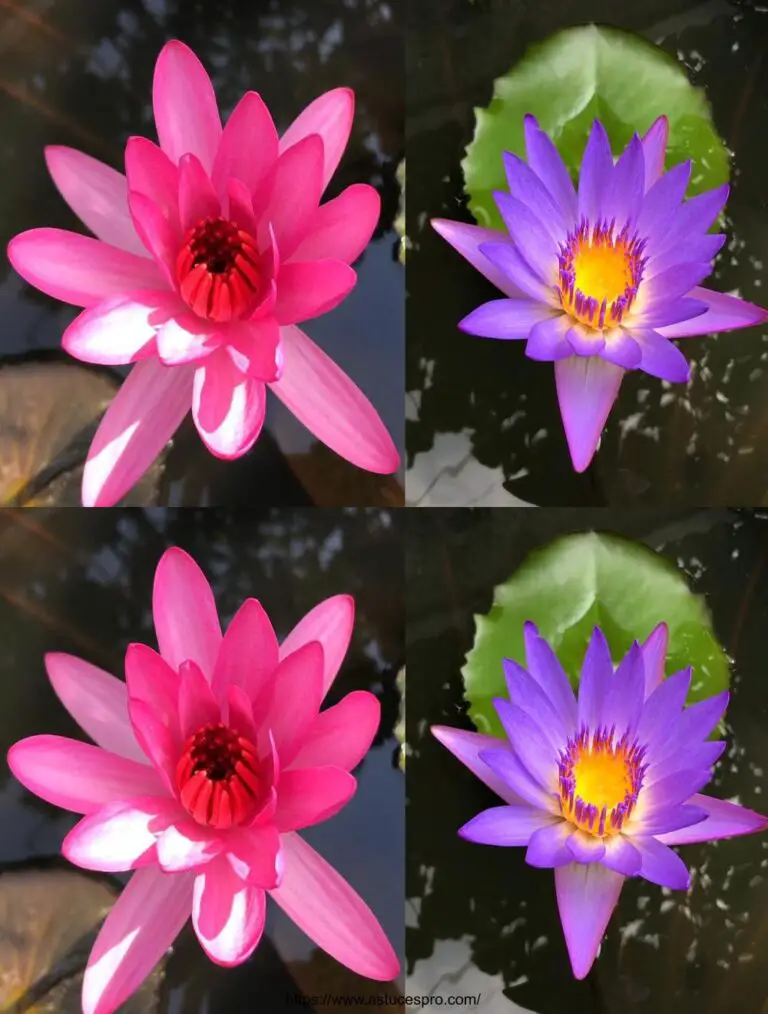 La riproduzione dei fiori di Lotus da parte delle foglie: una sorpresa inaspettata