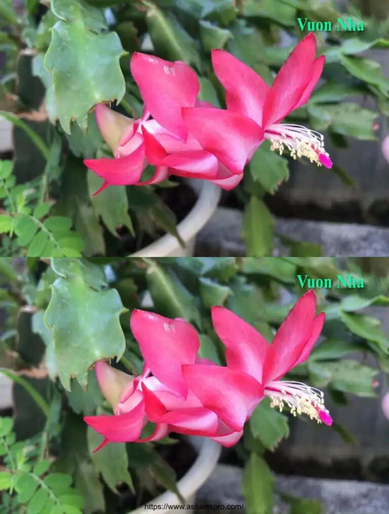 Il momento perfetto per coltivare fiori di cactus su un cactus di Natale